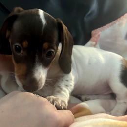 Oreo - Piebald female Dachshund puppy in Nampa, Idaho from Treasure Valley Dachshunds