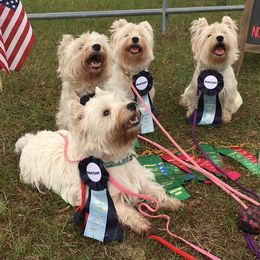 West Highland White Terriers from Lorraine's West Highland White Terriers
