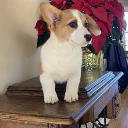 Pembroke Welsh Corgi Puppies from Whistling Wind Corgi’s