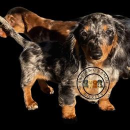 Truvy - Dachshund