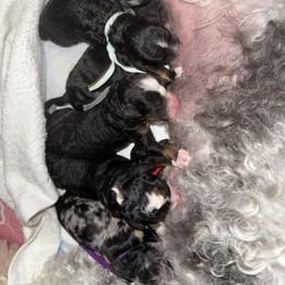 Pink - Tri-color female Bernedoodle puppy in Curtice, Ohio from The Pink Doghouse