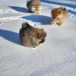 Pomeranian Puppies from Diamond-Pom