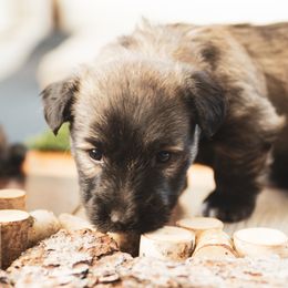 Border Collie and Skye Terrier Puppies from Skyward Farms