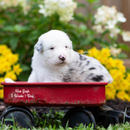 Van Gogh - Blue merle male Australian Shepherd puppy in Woodford, Virginia from Skyborne Australian Shepherds