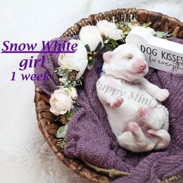 Snow White (Purple Collar) - Parti female Goldendoodle puppy in Corona, California from Fluffy Puppy Mini Doodles LLC
