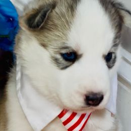 Theo - Black tan and white male Siberian Husky puppy in Atlanta, Georgia from Lobban Huskies