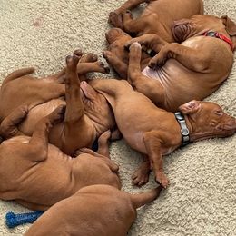 Vizslas from Panther Ledge Farm