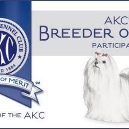 AKC Male 1 - White male Maltese puppy in Wilson, New York from Maltese By Valerie