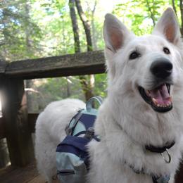 Berger Blanc Suisse and German Shepherd Puppies from Vom Hundhaus German Shepherds