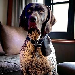 Mark - German Shorthaired Pointer