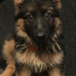 German Shepherd Puppies from Chapel Hill Shepherds