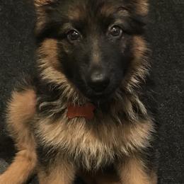 German Shepherd Puppies from Chapel Hill Shepherds