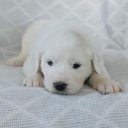 Girl 1 Yellow - White female Great Pyrenees puppy in Yakima, Washington from Naches Heights Ranch