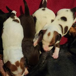 Dachshund Puppies from Cains River Valley Dachshunds
