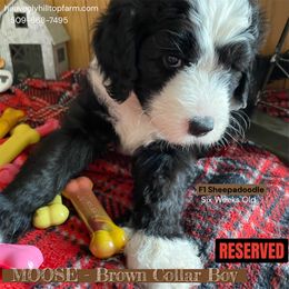 MOOSE - Brown collar boy - Black and white male Sheepadoodle puppy in Charlo, Montana from Heavenly Hilltop Farm
