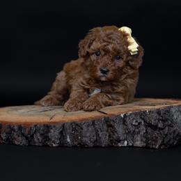 Girl 1 - female Goldendoodle puppy in Seymour, Missouri from Grace Acres Puppies