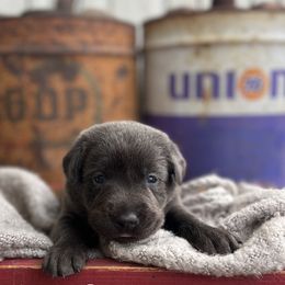 Pike - Charcoal male Dilute Retriever puppy in Puyallup, Washington from 12 Door Farm Labradors