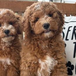 Ollie - Apricot male Poodle puppy in Strasburg, Virginia from Shenandoah Valley Doodles