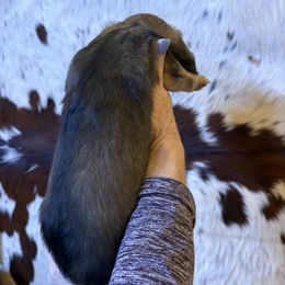 Dachshund Puppies from SchmitZ Dachshunds On The  Concho