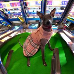 Six - Xoloitzcuintli