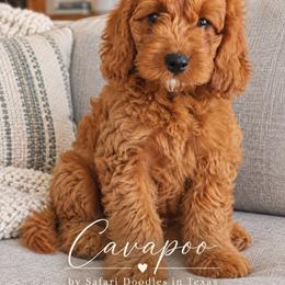 Cavapoo and Goldendoodle Puppies from Safari Doodles
