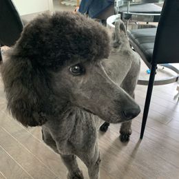 Diamond - Poodle