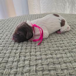 Pink Girl - Liver and white female German Shorthaired Pointer puppy in Nampa, Idaho from Heart Mountain Cavaliers & Floating Feathers Kennel