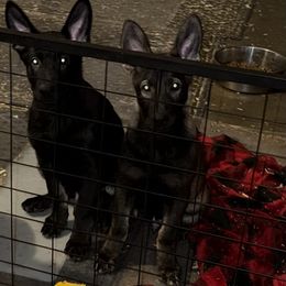 Puppy 10 - Sable male German Shepherd puppy in Surprise, Arizona from Vom Wustefeuer German Shepherds