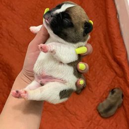 French Bulldog Puppies from Bullpen Frenchies