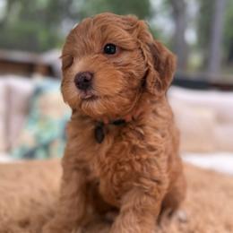 Chanel - Red  female Goldendoodle puppy in Pine Grove, California from Lundee Doodles