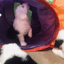 Old English Sheepdog Puppies from Bumblebears Old English Sheepdogs