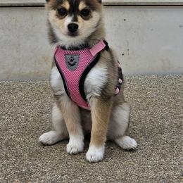 Pomsky Puppies from CT Pomsky Palace LLC