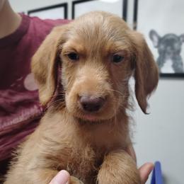 Buddy - Gold male Labradoodle puppy in Apache Junction, Arizona from Loving Doodle