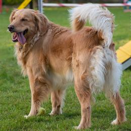 Golden Retriever All Grown Up from Texas TLC Goldens