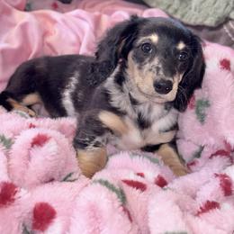 Stella - Dapple female Dachshund puppy in Hornbeck, Louisiana from A&Z Mini Dachshunds