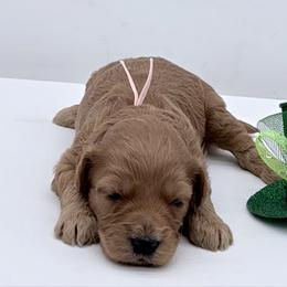 Pink Laika - Red  female Goldendoodle puppy in Cincinnati, Ohio from KSchott Kennels