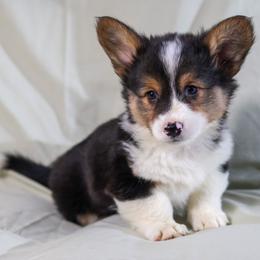 Pine Knot - Black and tan male Pembroke Welsh Corgi puppy in Karnack, Texas from Sureshot Corgis