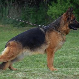 Circe - German Shepherd