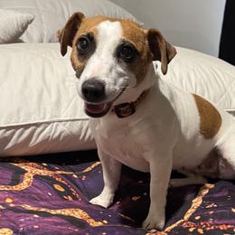 Jack Russell Terriers from Fenstillvar