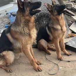 Kobe - German Shepherd