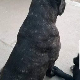 Cane Corso Puppies from JSM Corsos