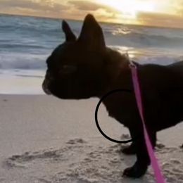 Black Russian Terriers, French Bulldogs, and Russian Tsvetnaya Bolonkas from Gentle Power