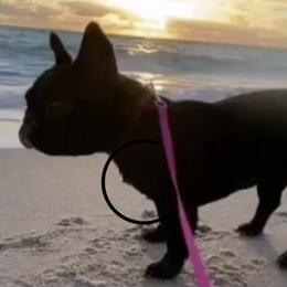 Black Russian Terriers, French Bulldogs, and Russian Tsvetnaya Bolonkas from Gentle Power