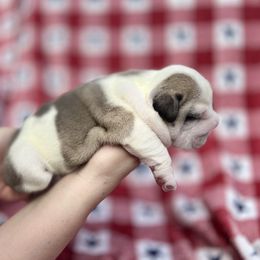 Bulldog Puppies from Sweet Rolls
