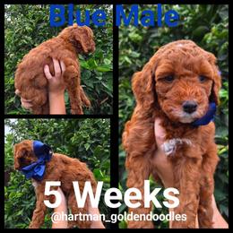 Blue - Red  male Goldendoodle puppy in Upland, California from Hartman Goldendoodles