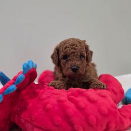 Foxy (AKC) - Red  female Poodle puppy in Rainbow City, Alabama from Spinks Poodles