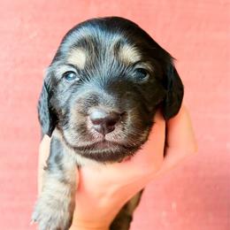Poppy - Black and cream female Dachshund puppy in Sylvania, Alabama from Yancey’s Doxies