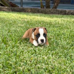 Boy 2 (royal blue) - Red and white male Staffordshire Bull Terrier puppy in Lakeland, Florida from English Creek Staffords
