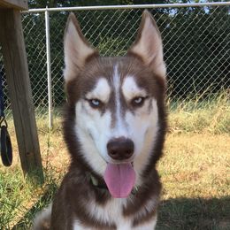 Grizzly - Siberian Husky