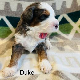 Duke - Merle male Bernedoodle puppy in Sandy, Oregon from MC Doodles